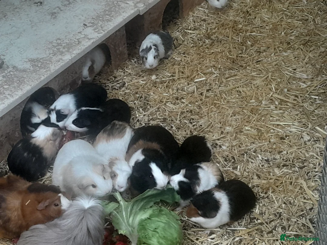 Guinea Pig rodents for sale: Baby guinea pigs - Advert 1