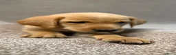 Labrador Retriever dogs for sale: Labrador Puppies - Advert 18