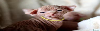 Sphynx Kitten 1