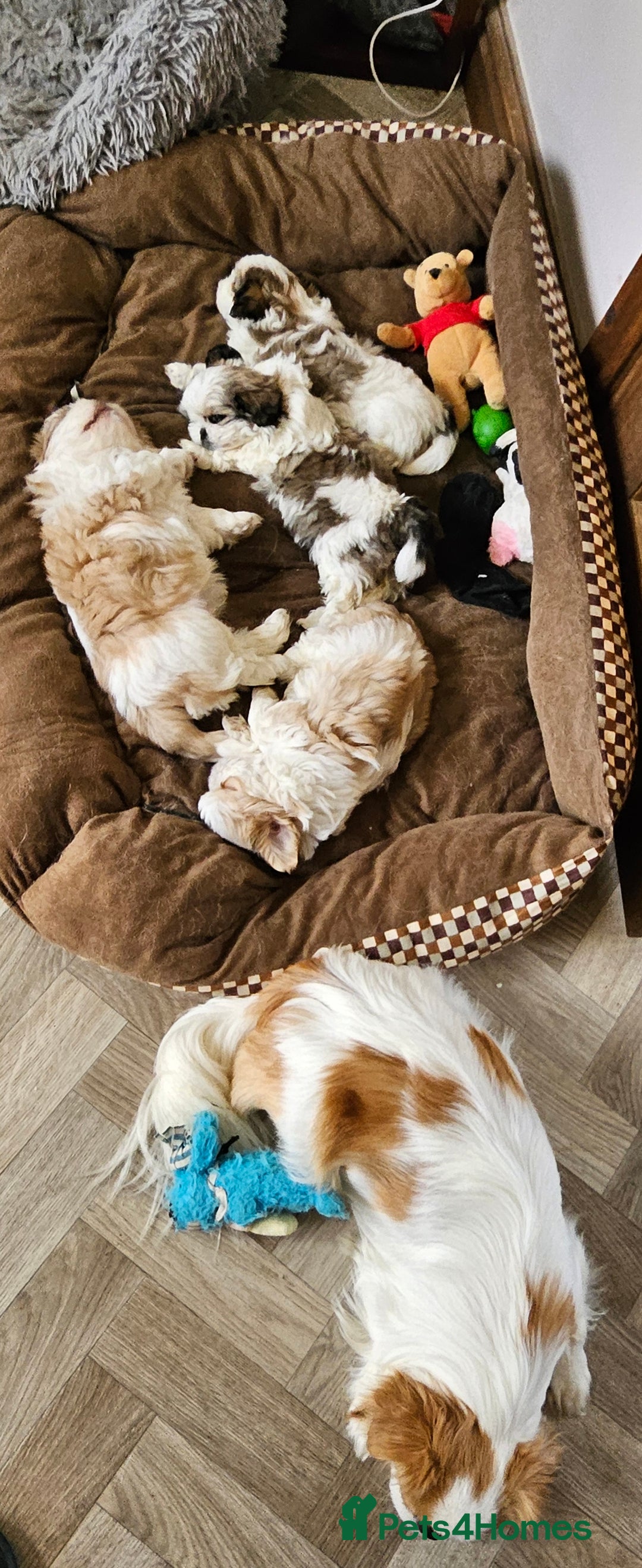 Mixed Breed dogs for sale: 4 beautiful little puppies chihuahua/shih tzu X - Advert 13