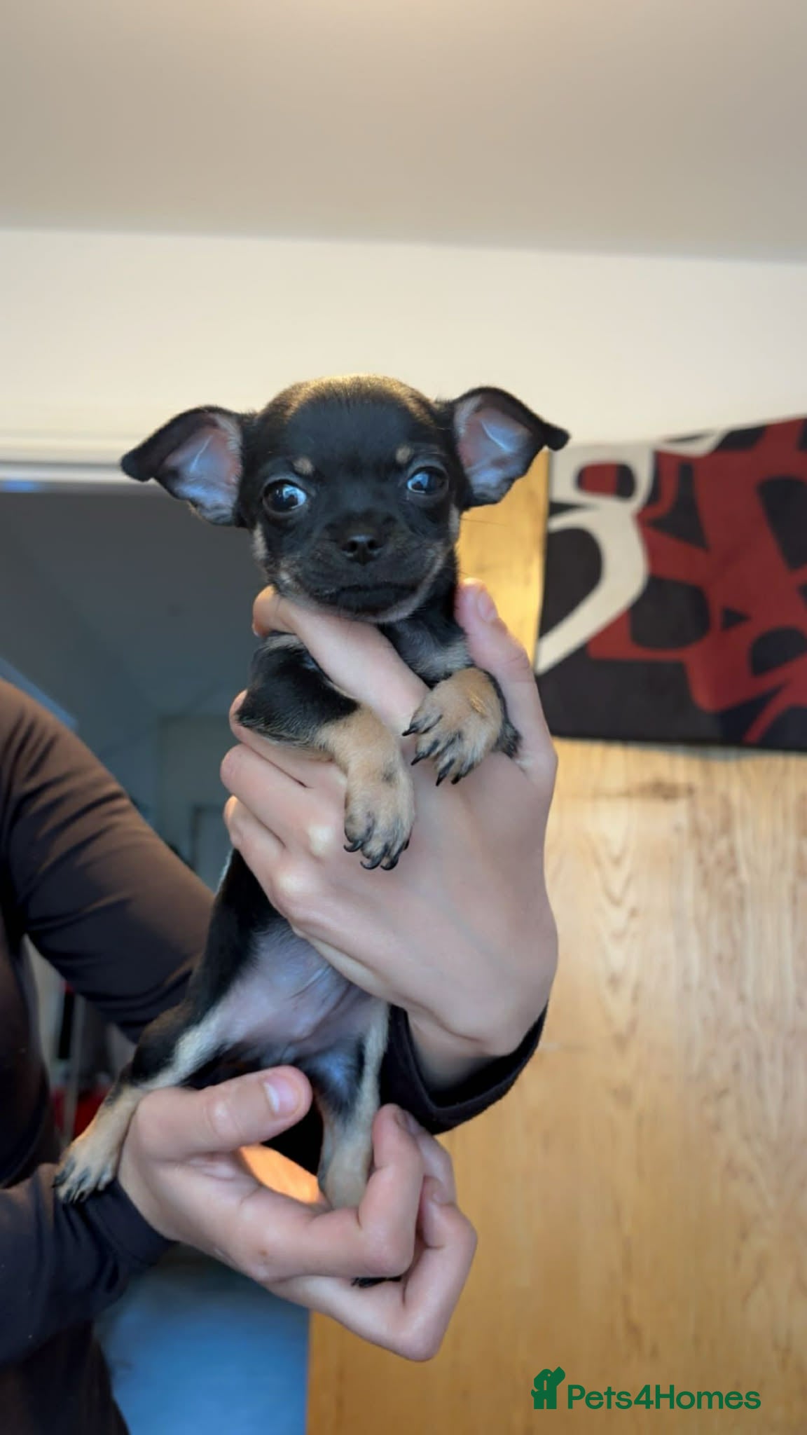 Chihuahua dogs Adorable Chihuahua  - Advert 2