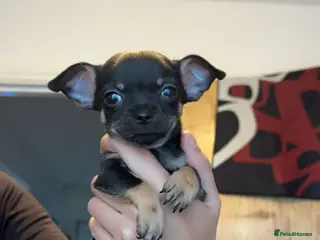 Chihuahua dogs Adorable Chihuahua - Advert 1