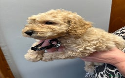 Miniature Poodle dogs for sale: Miniature poodles  - Image 18