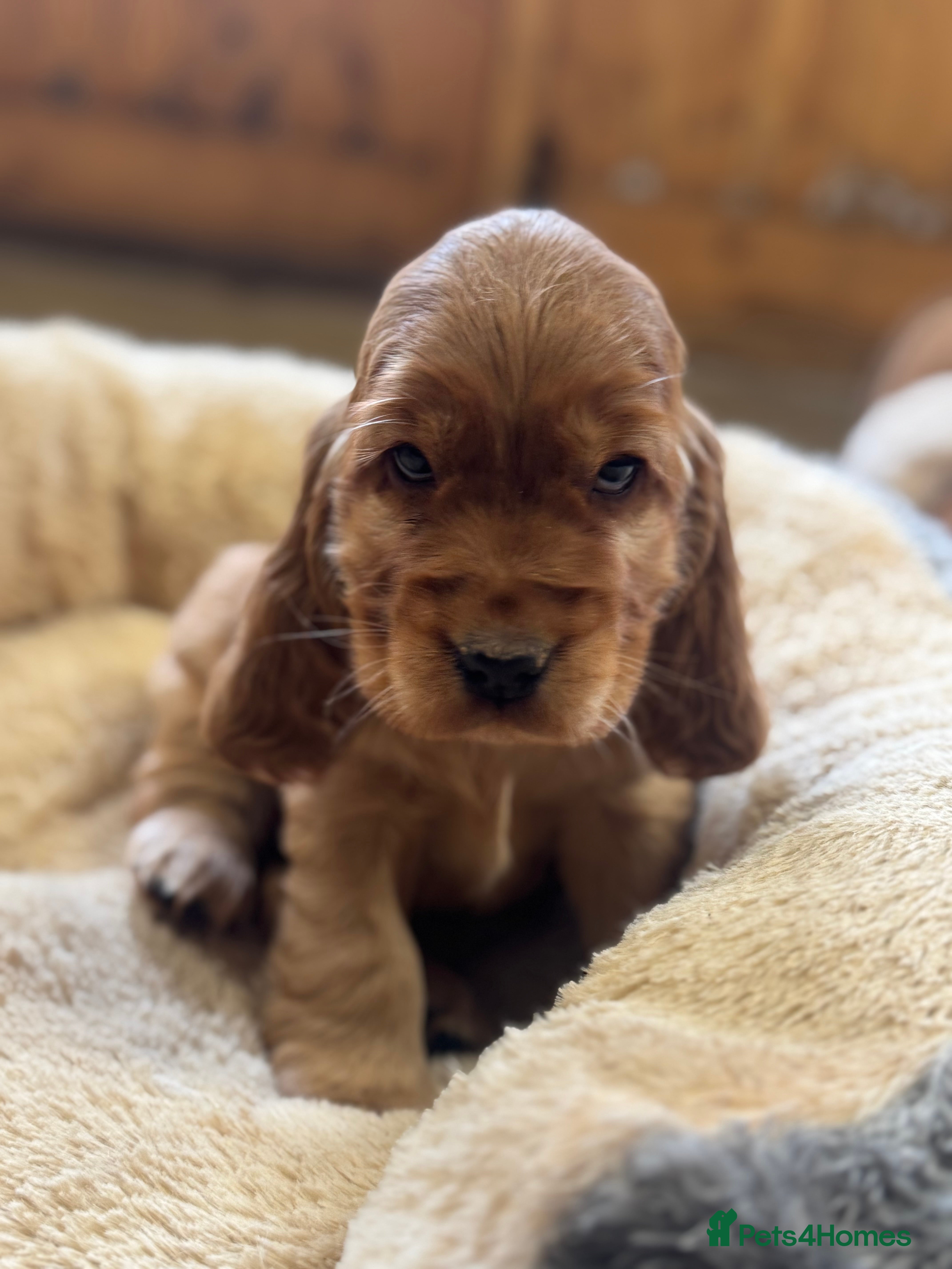 Cocker Spaniel dogs 100% SHOWTYPE KC REG FROM HEALTH TESTED PARENTS  - Advert 17