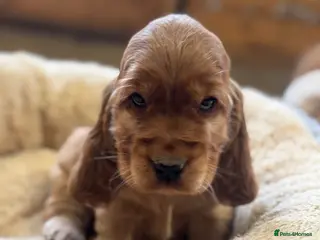 Cocker Spaniel dogs 100% SHOWTYPE KC REG FROM HEALTH TESTED PARENTS - Advert 17