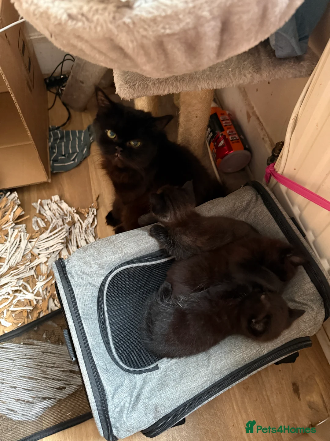 Persian cats for sale: Persian black mix with short hair black  - Advert 6