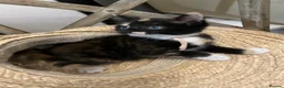 Mixed Breed cats for sale: Kitten  - Advert 7