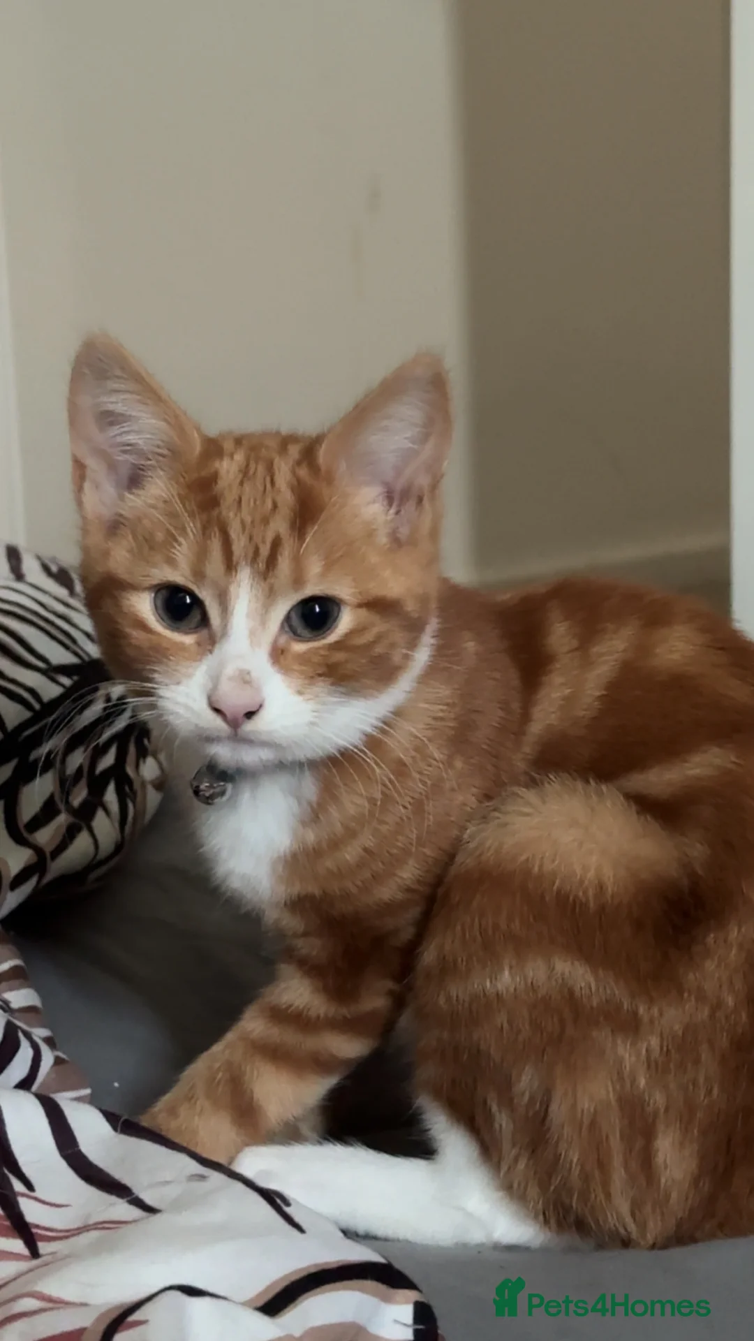 Mixed Breed cats for sale: 2x ginger kittens for sale - Advert 15