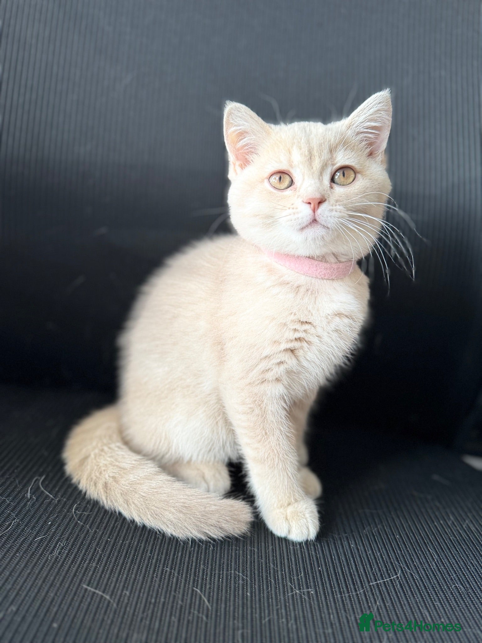British Shorthair cats 👑 GCCF BSH Blue Golden Tipped Girl 👑 - Advert 1