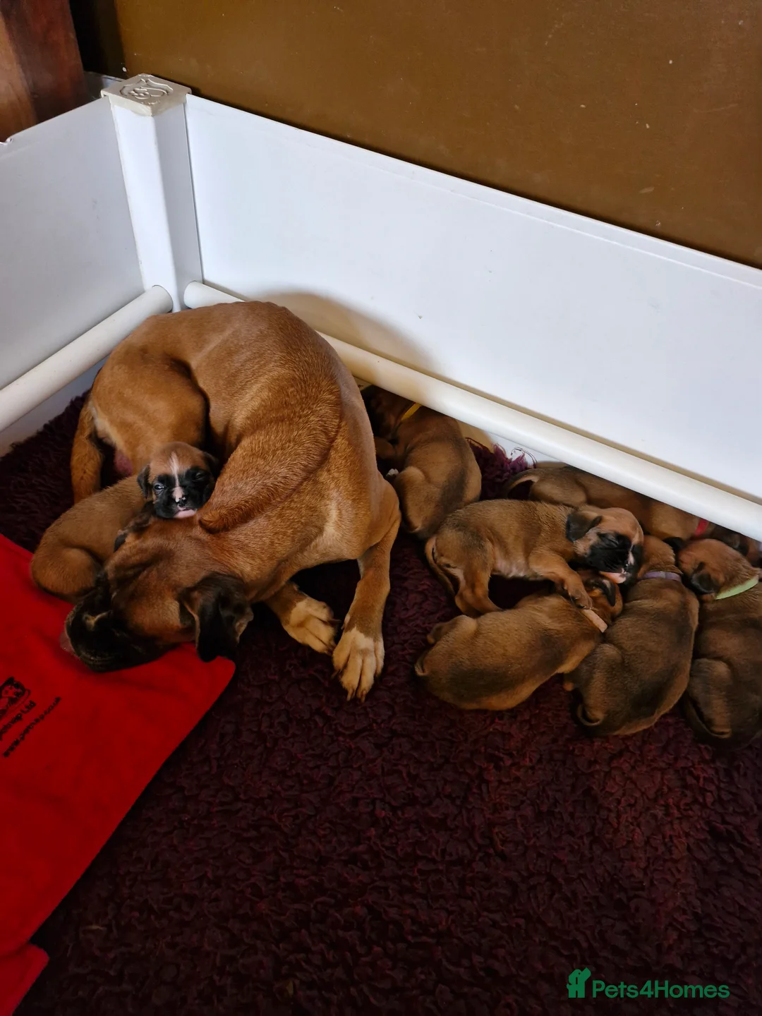 Boxer dogs for sale: STUNNING GORGEOUS KC PUPPIES  - Advert 1