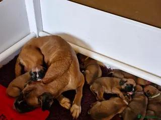 Boxer dogs STUNNING GORGEOUS KC PUPPIES - Advert 4