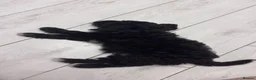 Cockapoo dogs for sale: Half cockapoo half toy poodle puppy - Advert 4