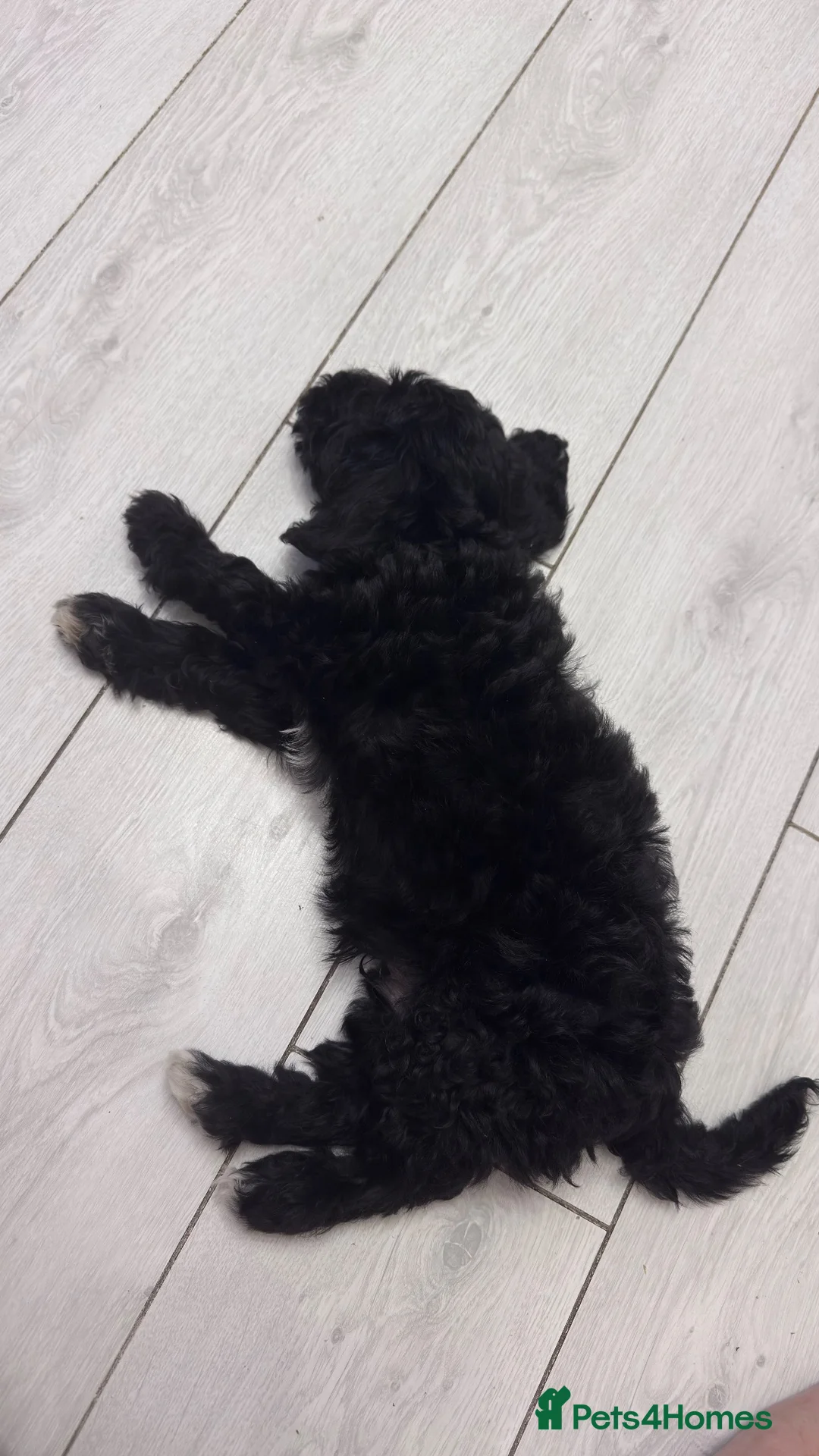 Cockapoo dogs for sale: Half cockapoo half toy poodle puppy - Advert 4