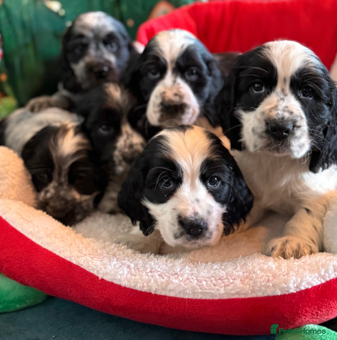 Cocker Spaniel dogs for sale: Stunning Blue Roan Pups Available - Advert 1