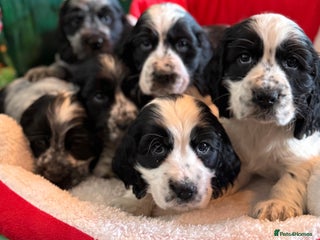 Cocker Spaniel dogs Stunning Blue Roan Pups Available - Advert 2