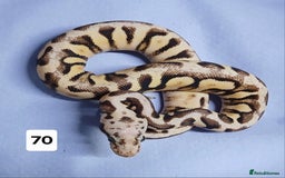 Python Snake reptiles for sale: Hatchling Royal Python's  - Image 36