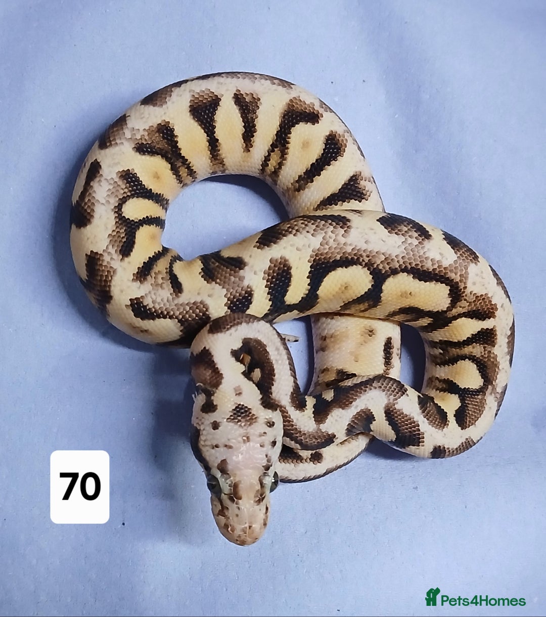 Python Snake reptiles for sale: Hatchling Royal Python's  - Image 36