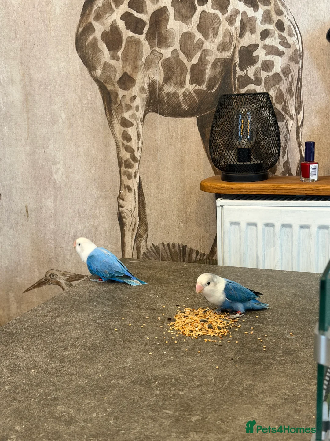 Lovebirds birds for sale: Opaline lovebirds  - Advert 9