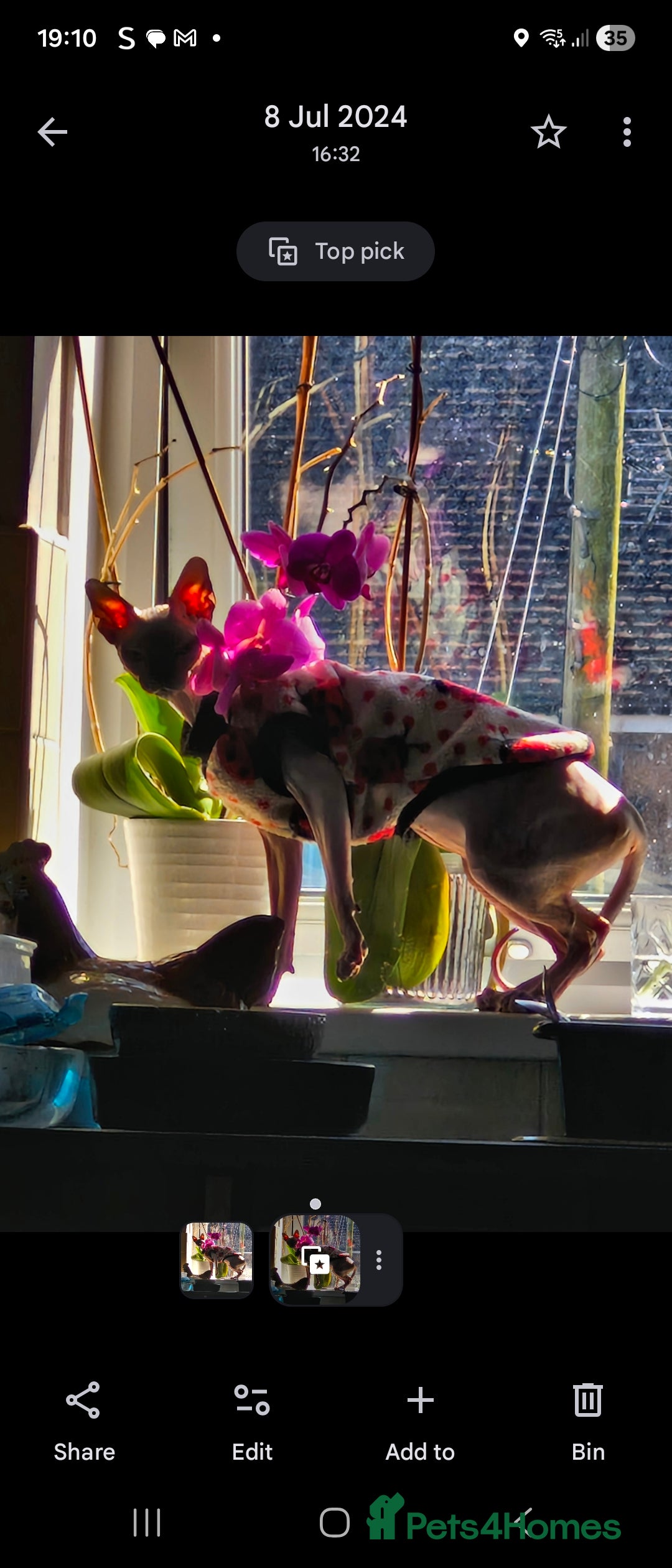 Sphynx cats for sale: 2 year old female seal point  - Advert 8