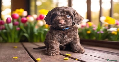 Cockapoo dogs - Advert 11