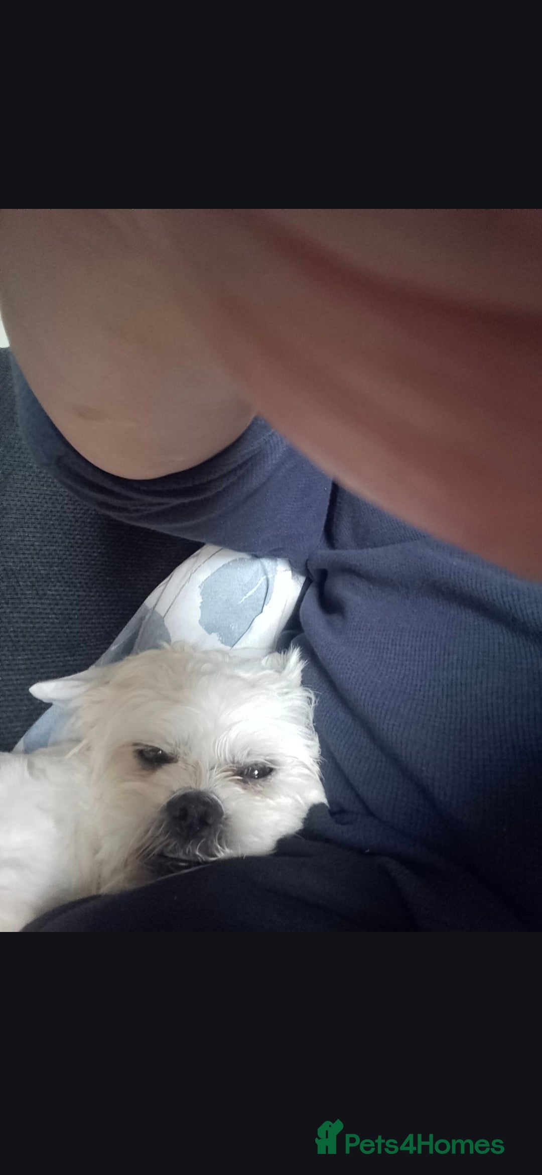 Shihpoo dogs for stud: Stud AVALIABLE!! - Advert 3