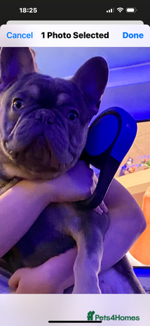 French Bulldog dogs - Advert 2