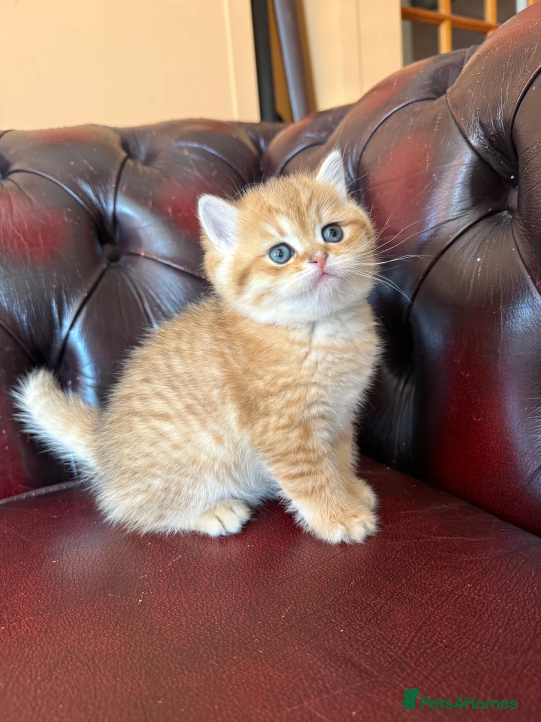 British Shorthair cats for sale: Top quality Golden BSH - Advert 19