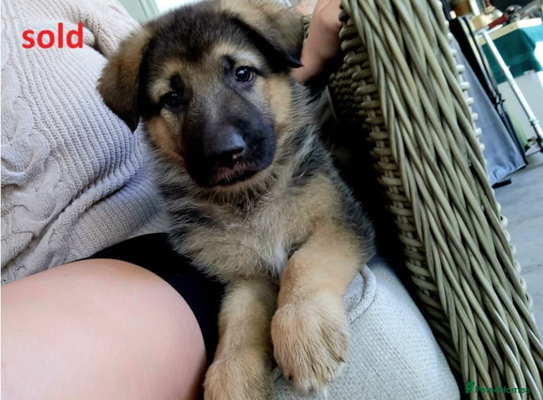 German Shepherd dogs for sale: 100% Healthy Pure Breed  German Shepherd Puppies  - Advert 3