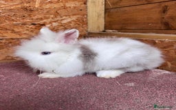 Lionhead rabbits for sale: Lion head baby bunny  - Image 1