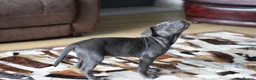 American Bull Staffy dogs for sale: American Staffordshire Terrier - Advert 35