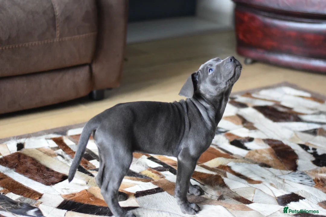 American Bull Staffy dogs for sale: American Staffordshire Terrier - Advert 35