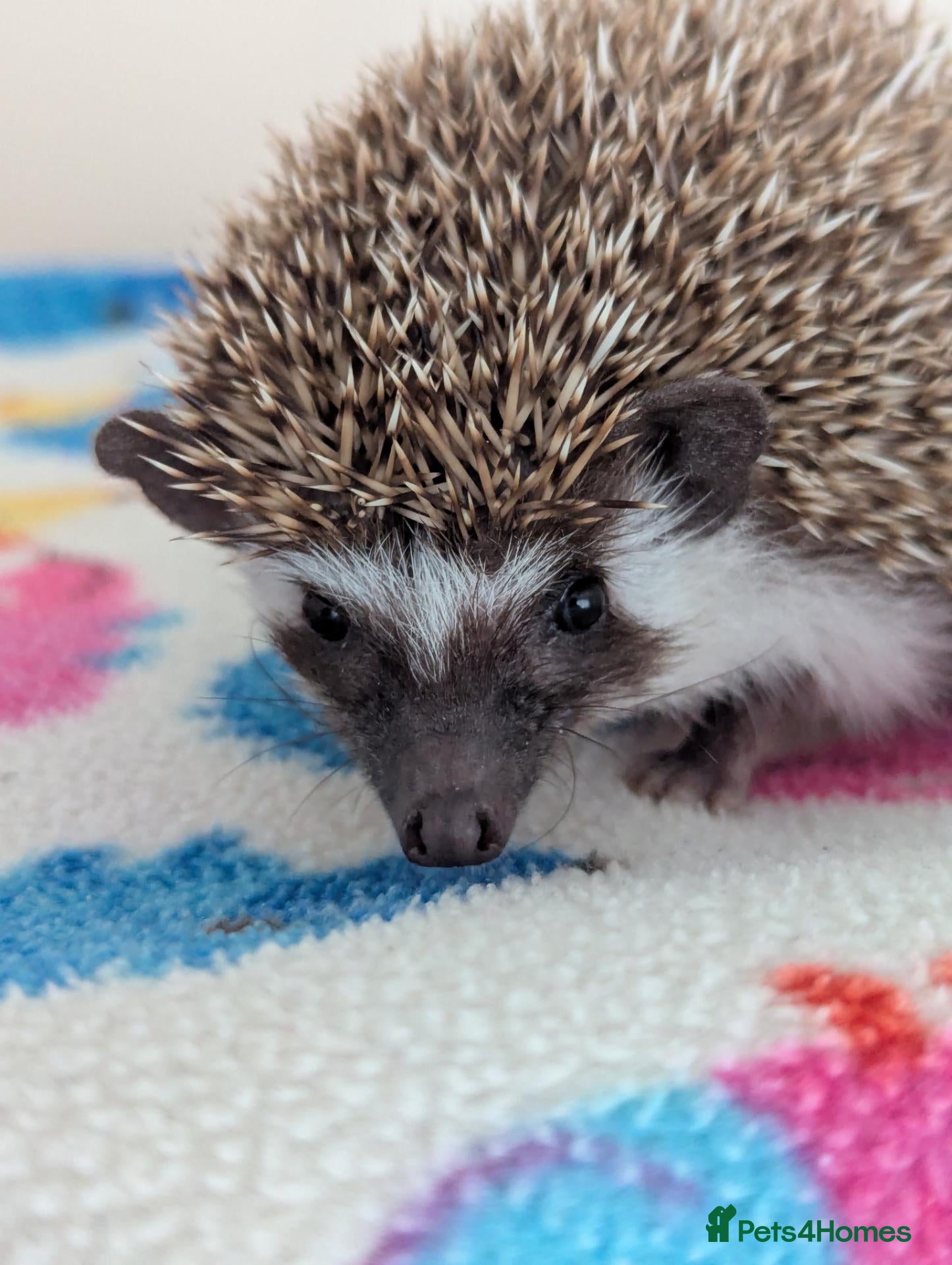 Pygmy Hedgehog rodents Gorgeous Friendly 13 week old Male/Female Hogs - Advert 1