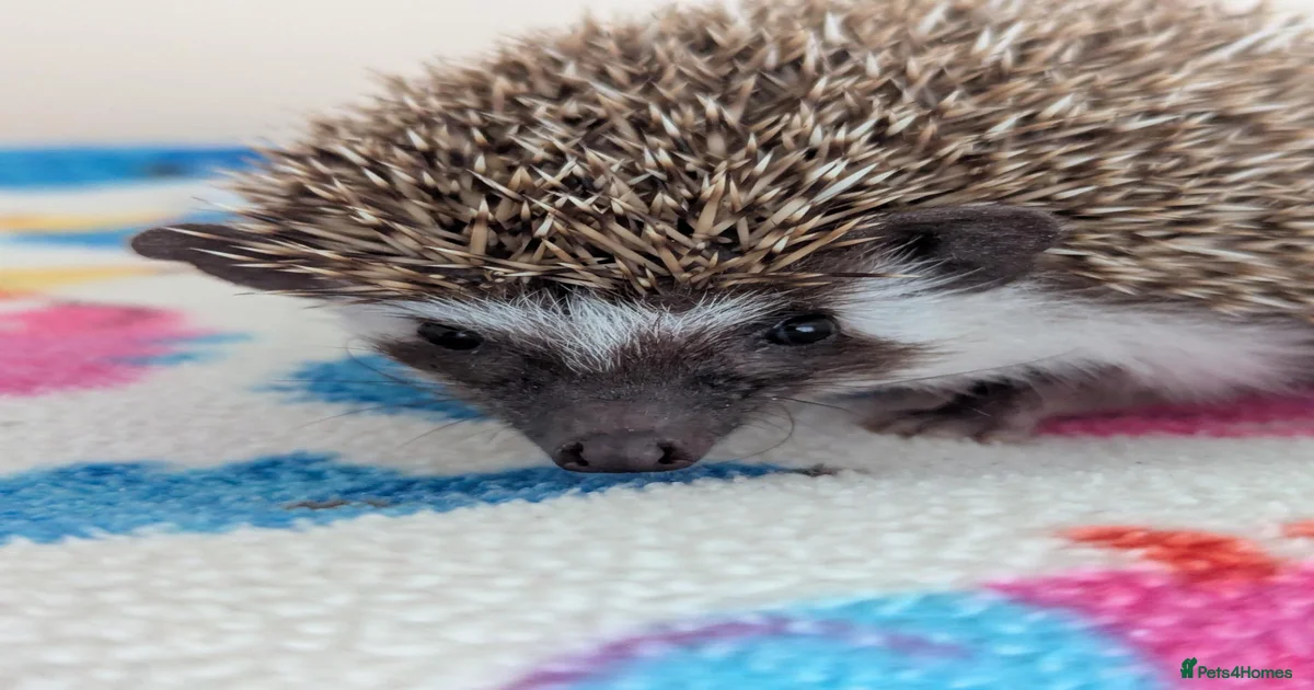 Pygmy Hedgehog Rodents for sale in Crawley, West Sussex | Pets4Homes