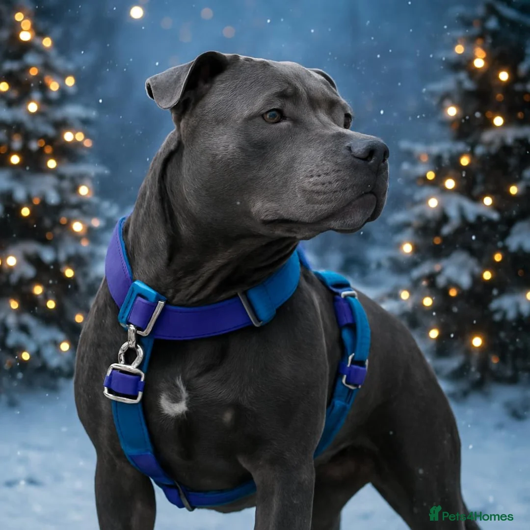 Staffordshire Bull Terrier dogs for stud: KC Registered Blue Staff Stud includes A.I in Liverpool - Advert 2
