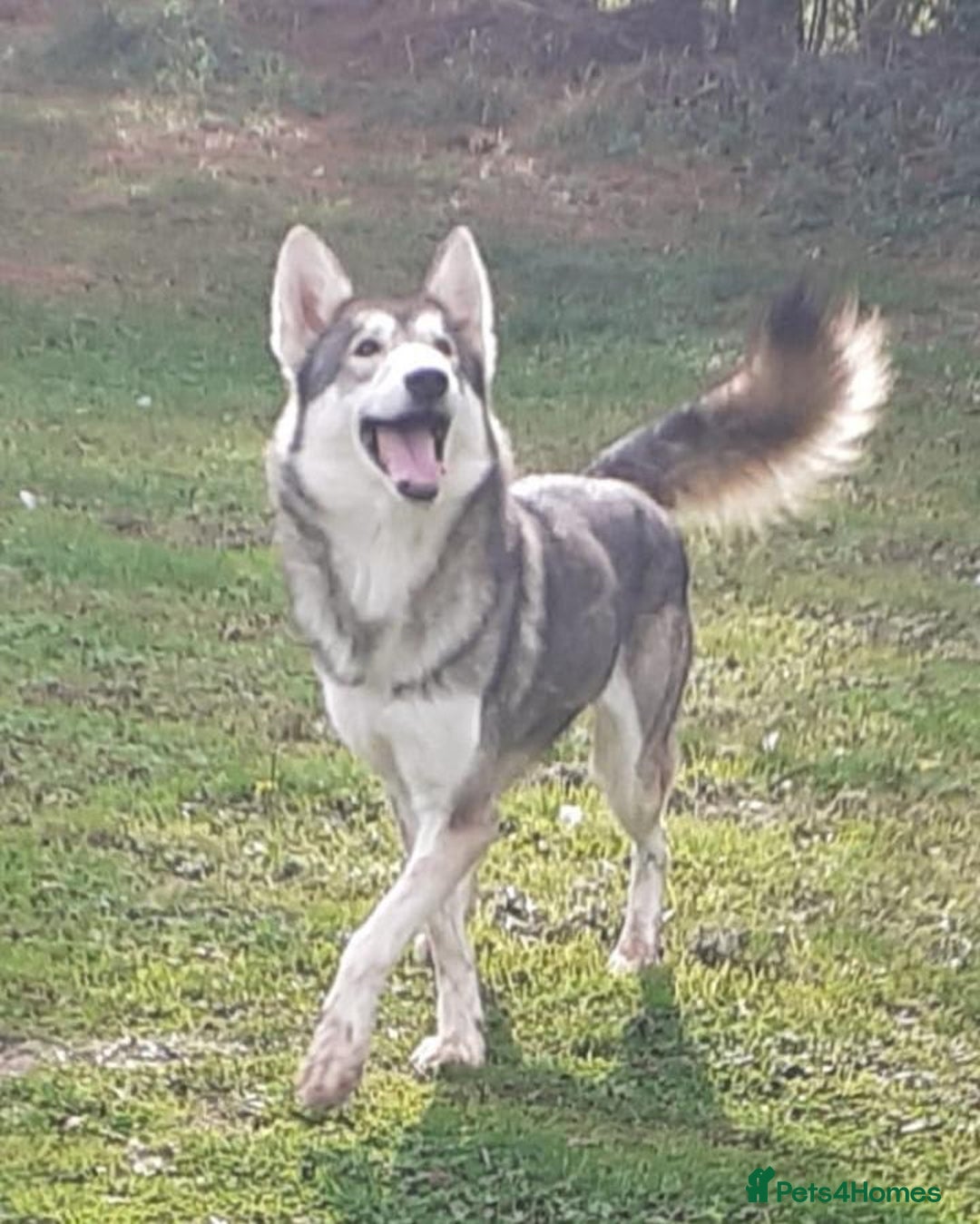 German Shepherd dogs for sale: RARE TAMASKAN PUPS. EMBARK PEDIGREE AND REGISTERED - Image 6