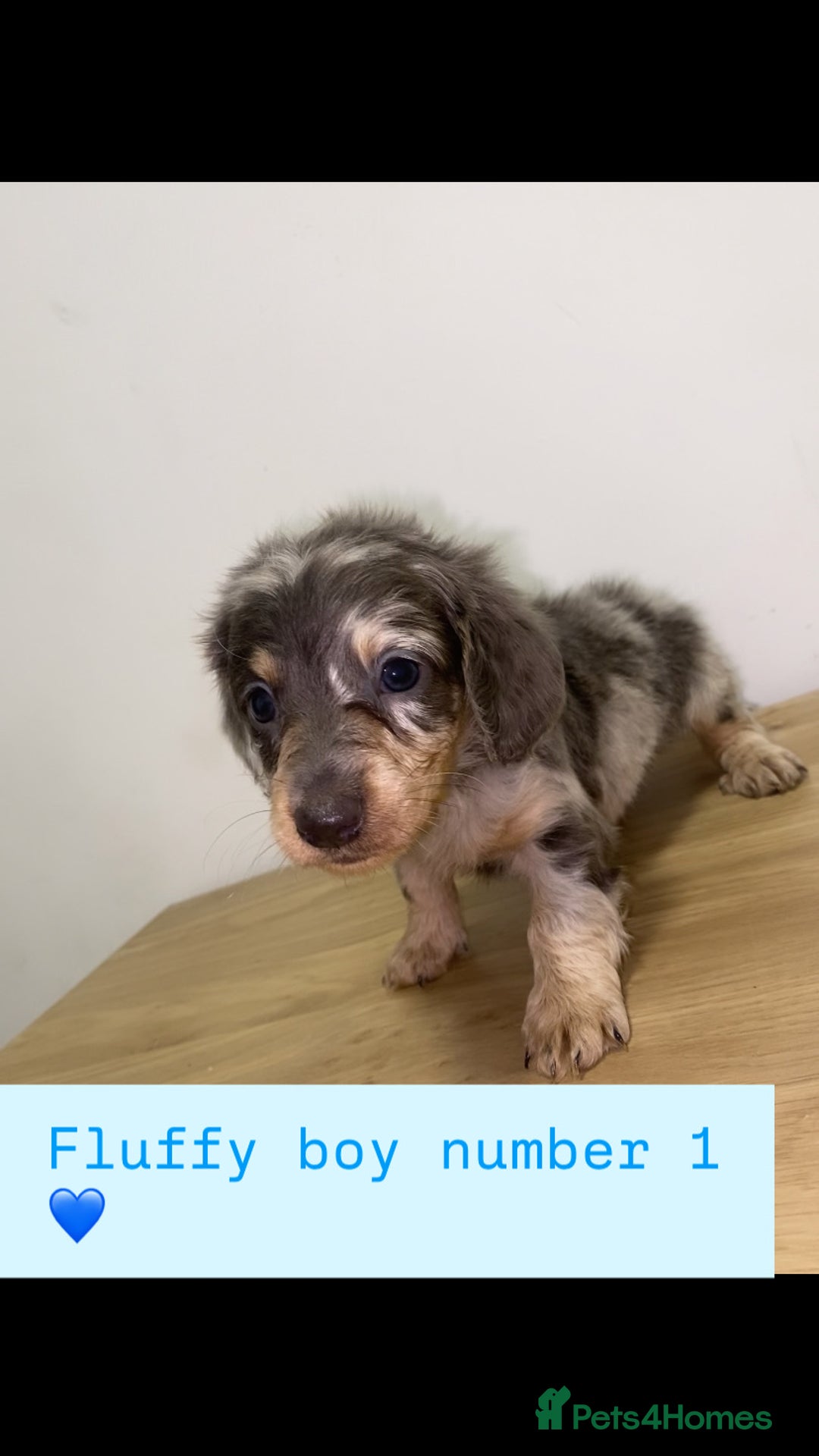 Miniature Dachshund dogs for sale: Miniature dachshund puppies🥰 - Advert 2