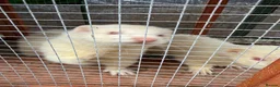 Ferret rodents for sale: 2x male ferrets  - Advert 2