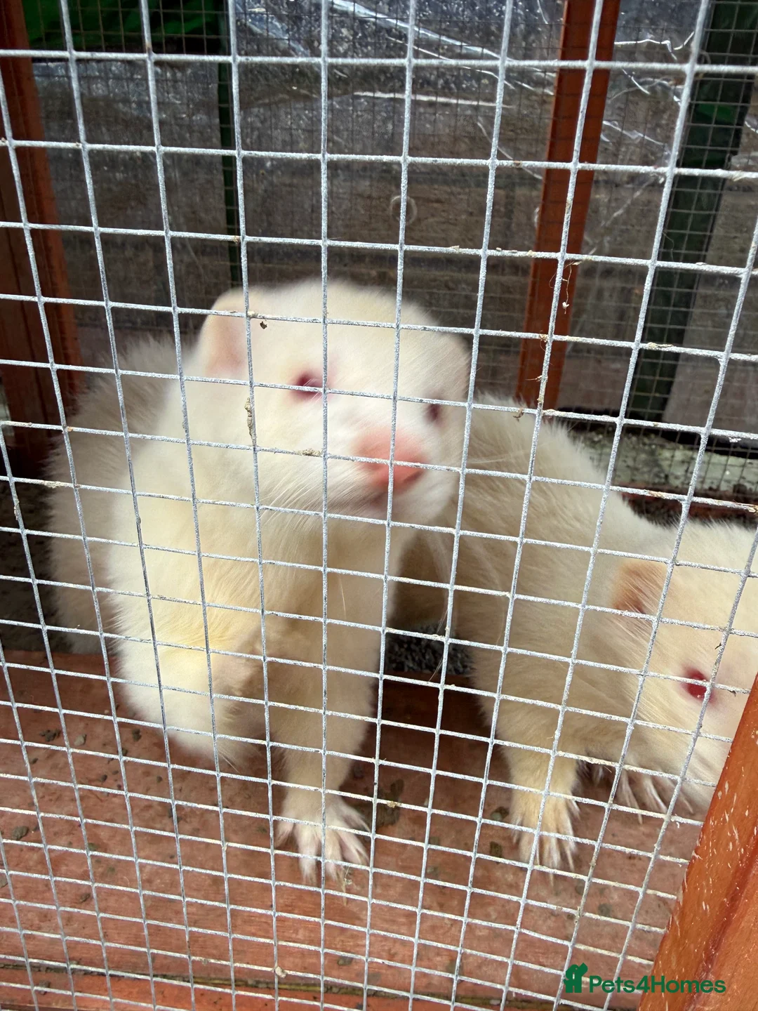 Ferret rodents for sale: 2x male ferrets  - Advert 2