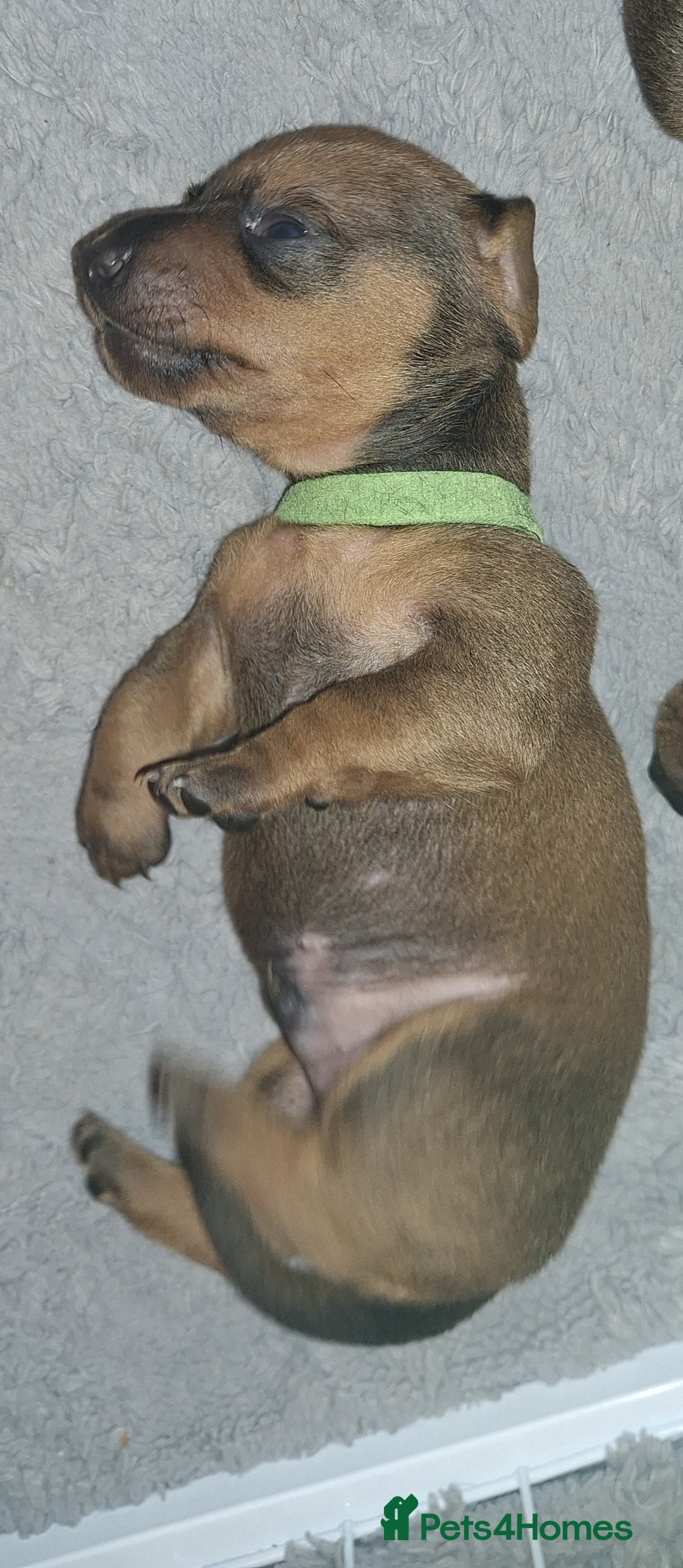 Dachshund dogs for sale: Standard Dadchund for sale  - Advert 2