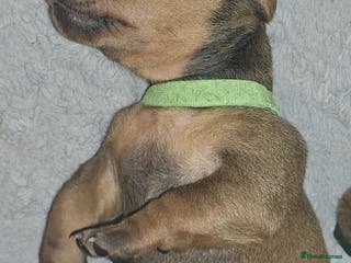 Dachshund dogs Standard Dadchund for sale - Advert 12