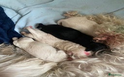 Mixed Breed dogs for sale: Gorgeous puppies  - Image 5