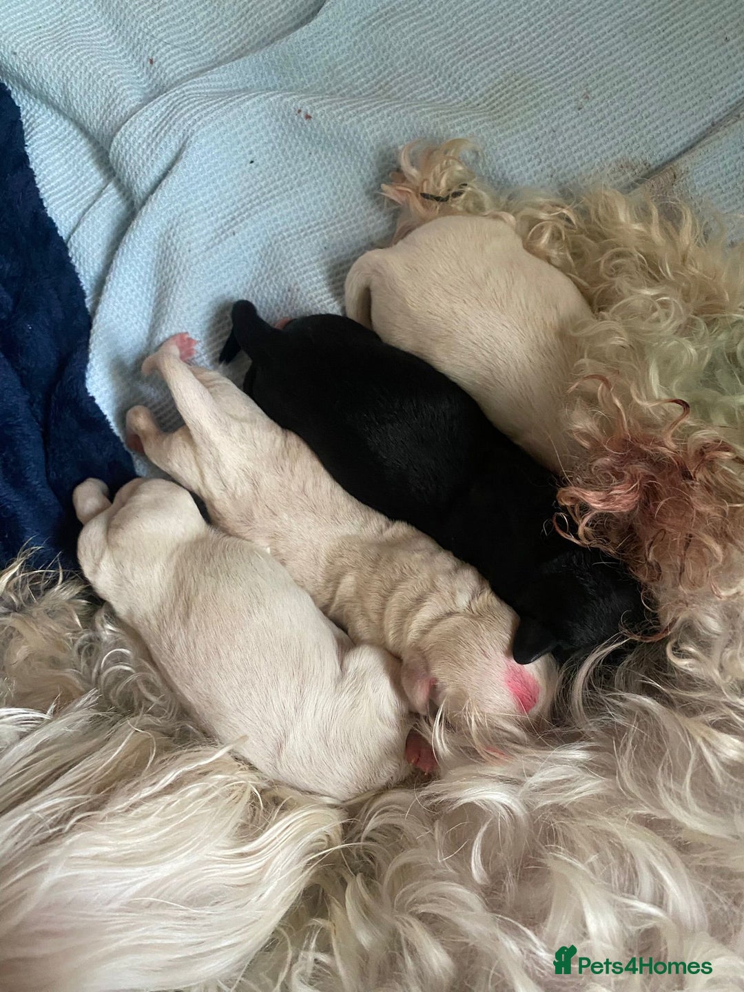 Mixed Breed dogs for sale: Gorgeous puppies  - Image 5