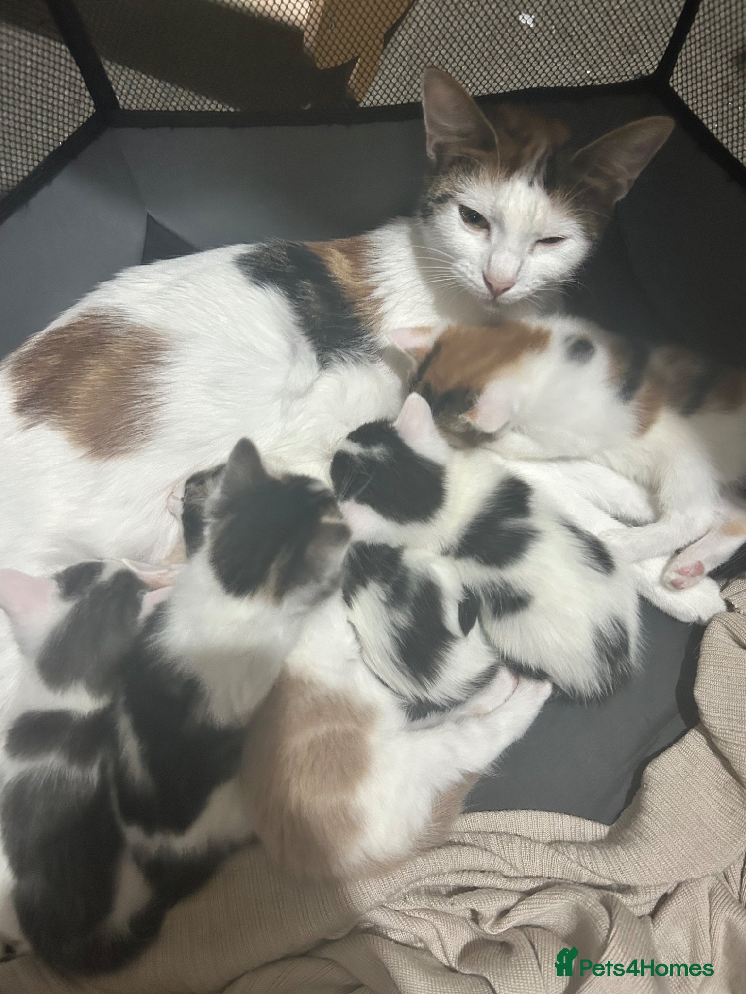 Mixed Breed cats 6 adorable kittens - Advert 1