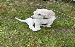 Standard Poodle dogs for sale: Standard poodle  - Image 29