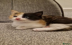 Mixed Breed cats for sale: Fluffy Kitten - Image 4