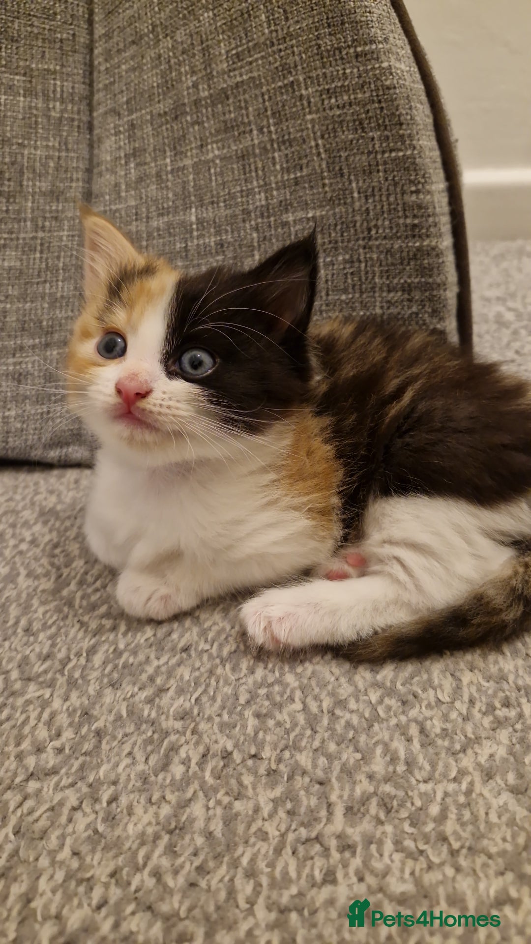 Mixed Breed cats for sale: Fluffy Kitten - Image 4