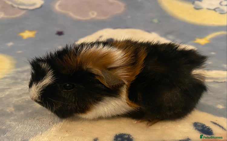 Guinea Pig rodents for sale in Saint Helens - Advert 1