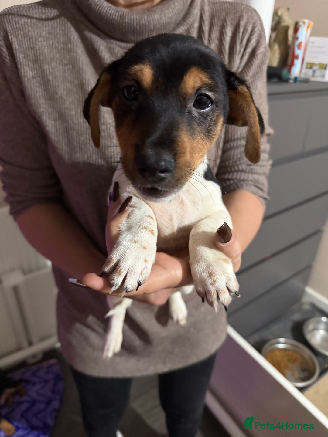 Jack Russell dogs for sale: 2 Jack Russell Puppies READY TO GO - Advert 4