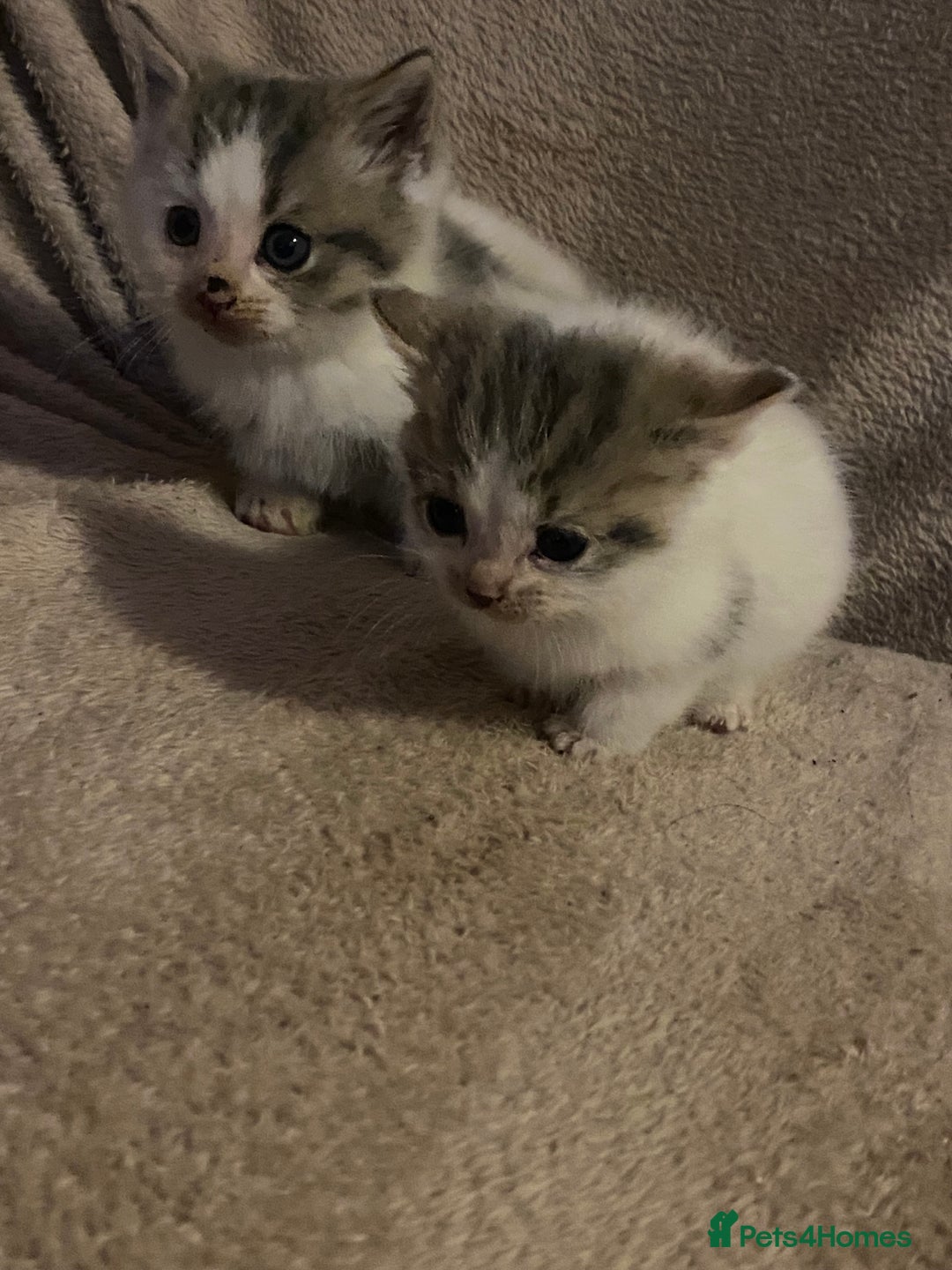 British Longhair cats for sale: Lovely Kittens - Advert 17