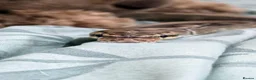 Python Snake reptiles for sale: Lovely royal python with viv for sale  - Advert 1